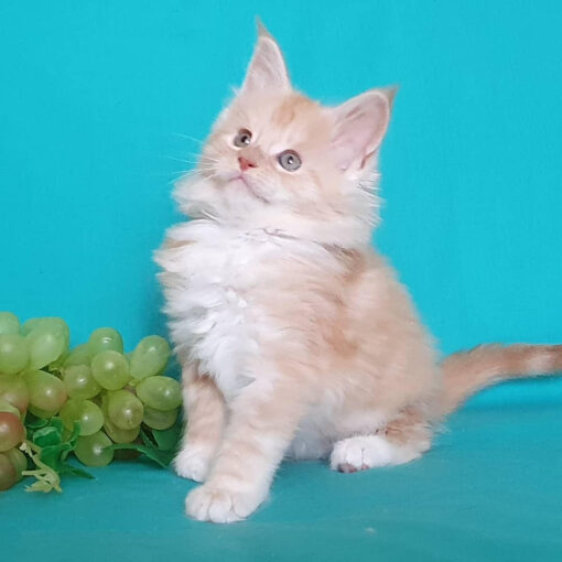 Ragdoll Kittens For Adoption In Los Angeles