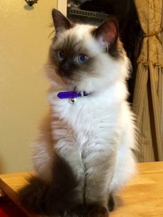 Ragdoll Kittens For Adoption In Los Angeles