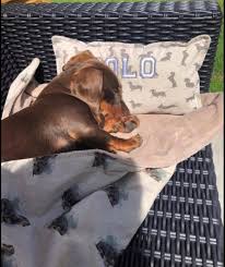 Dachshund puppies for sale Ballarat