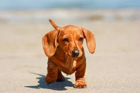 Dachshund Cross Puppies For Sale Victoria