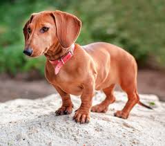 Dachshund breeders victoria