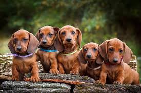 Dachshund dogs for sale victoria