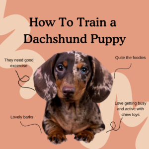 Dachshund dogs for sale victoria