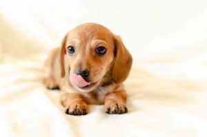 Dachshund puppies for sale in Victoria