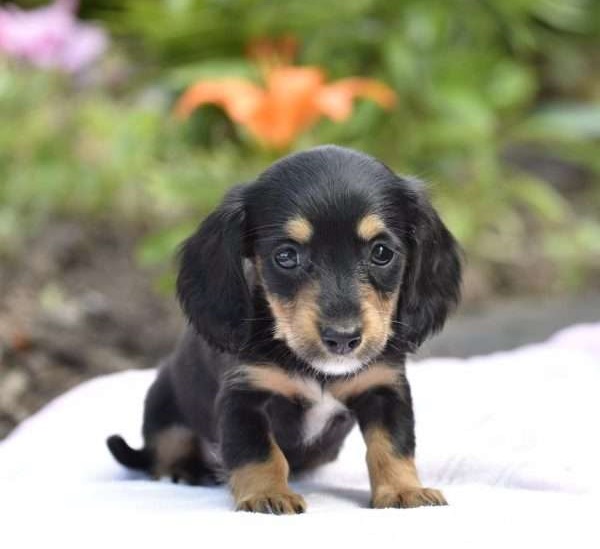 Dachshund dogs for sale victoria