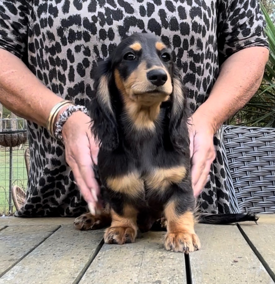 Dachshund puppies for sale in Victoria