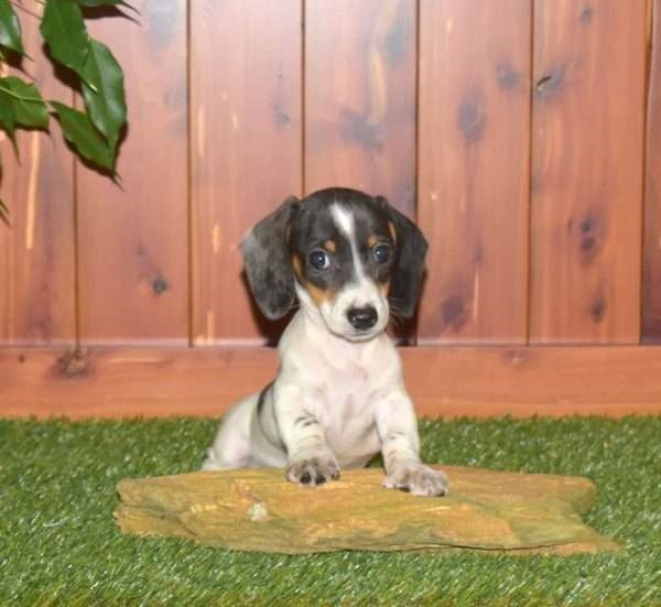 Dachshund puppies for sale in Victoria