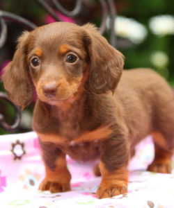 Dachshund Cross Puppies For Sale Victoria