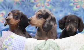 Dachshund breeders victoria