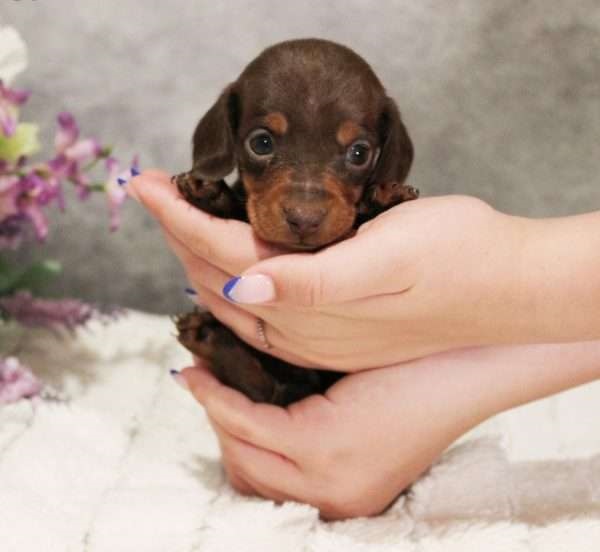 Dachshund Cross Puppies For Sale Victoria