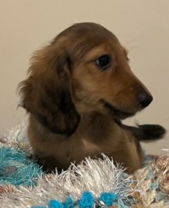 Dachshund puppies for sale in Victoria