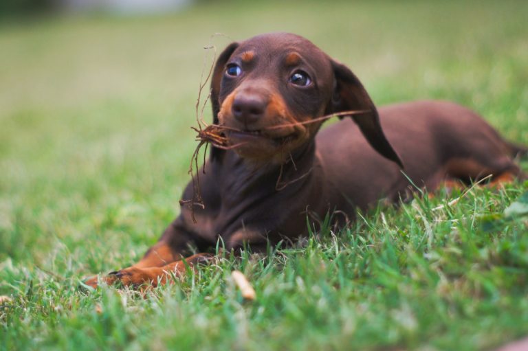 Dachshund puppies for sale in Ballarat