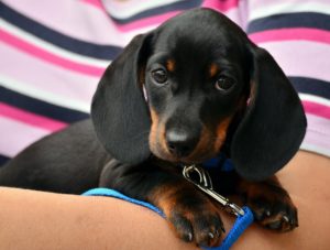 Dachshund adoption in VIC